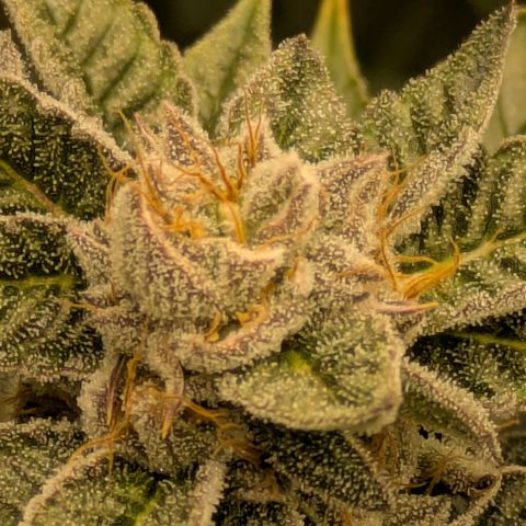 Dosido Cookies #9 growlog timeline photo