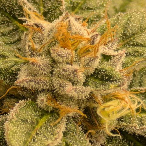 Dosido Cookies #9 growlog timeline photo