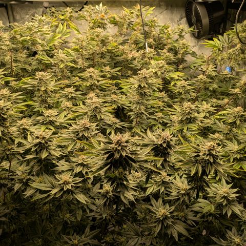 Dosido Cookies #9 growlog timeline photo
