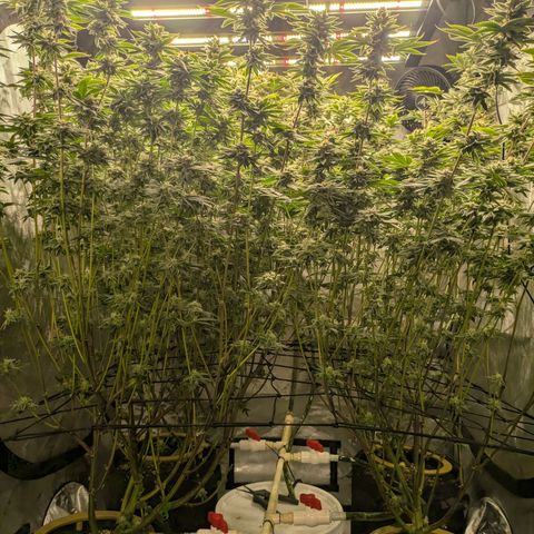Dosido Cookies #9 growlog timeline photo