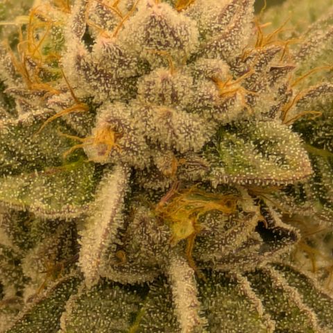 Dosido Cookies #9 growlog timeline photo