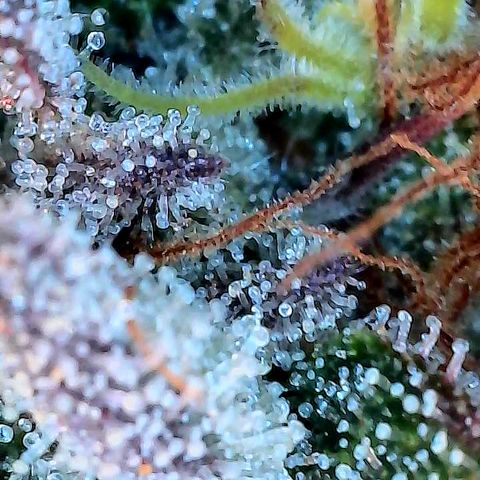 Dosido Cookies #9 growlog timeline photo