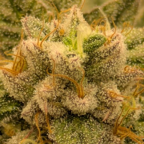 Dosido Cookies #9 growlog timeline photo