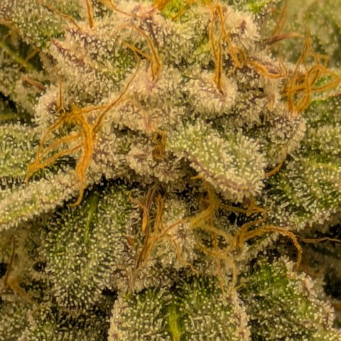 Dosido Cookies #9 growlog timeline photo