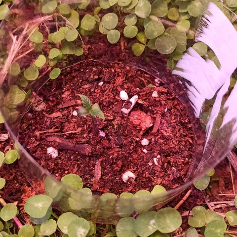 Double Cookies living soil growlog photo: Día 6 