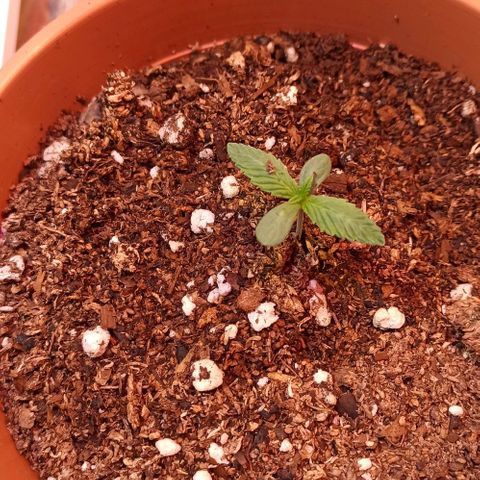 confidencial medicine growlog photo: Día 7 