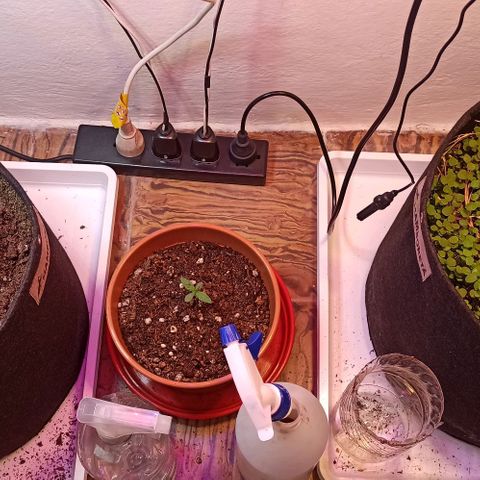 confidencial medicine growlog timeline photo