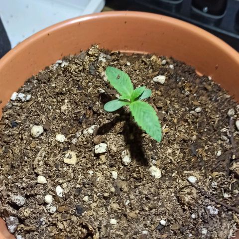 confidencial medicine growlog timeline photo