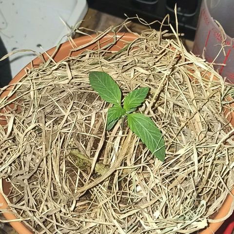 confidencial medicine growlog timeline photo