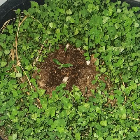 Double Cookies living soil growlog timeline photo