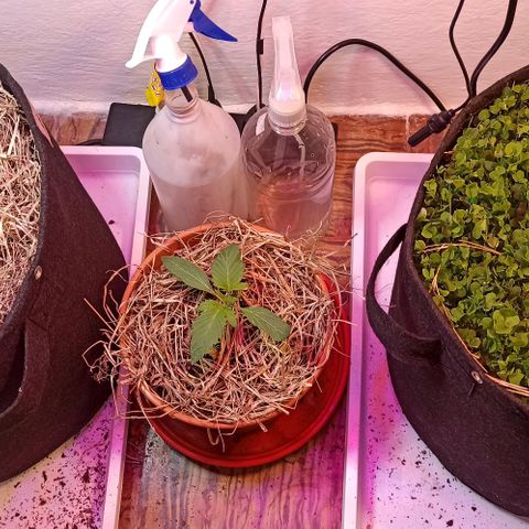 confidencial medicine growlog timeline photo