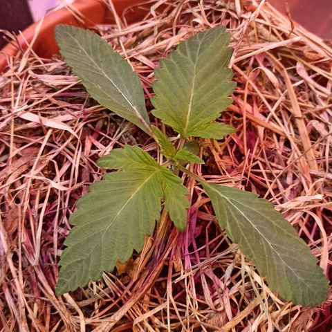 confidencial medicine growlog timeline photo