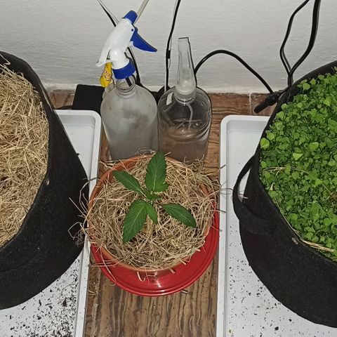 confidencial medicine growlog timeline photo