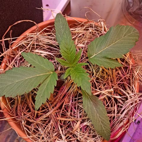 confidencial medicine growlog timeline photo