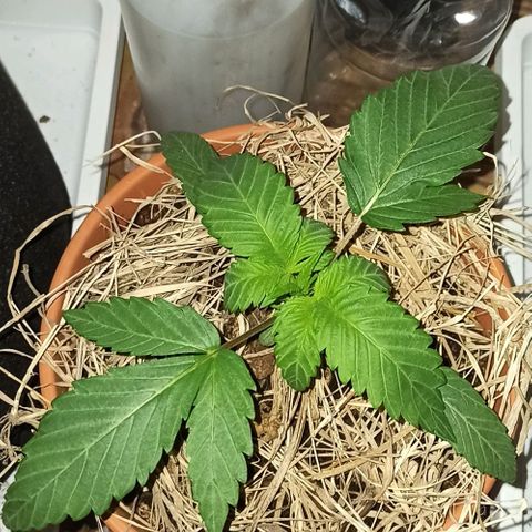confidencial medicine growlog timeline photo