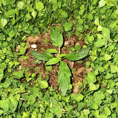 Double Cookies living soil growlog timeline photo