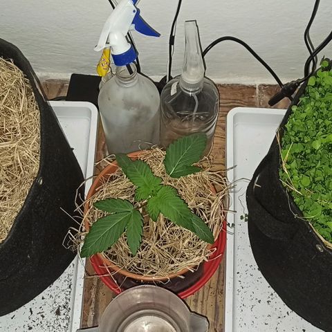 confidencial medicine growlog timeline photo