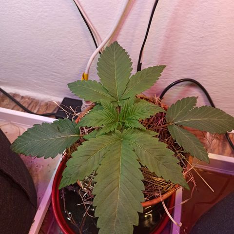 confidencial medicine growlog timeline photo