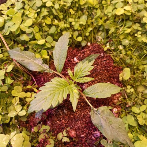 Double Cookies living soil growlog timeline photo