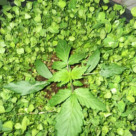 Double Cookies living soil growlog timeline photo