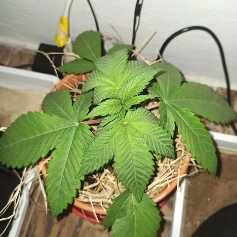 confidencial medicine growlog timeline photo