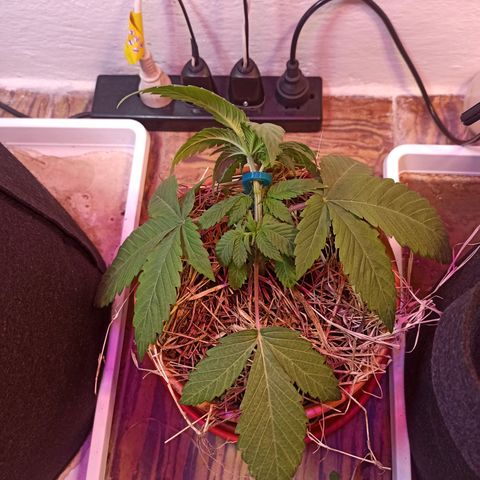 confidencial medicine growlog photo: LST
