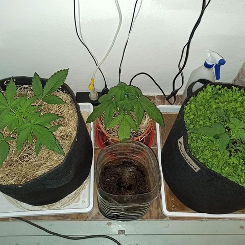 confidencial medicine growlog timeline photo