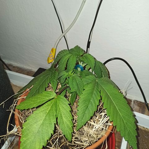 confidencial medicine growlog timeline photo