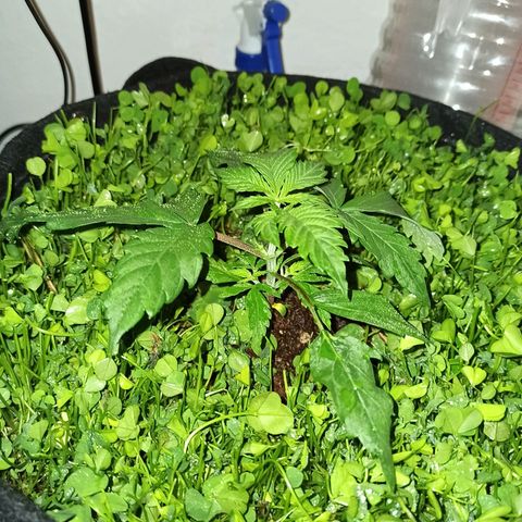 Double Cookies living soil growlog timeline photo