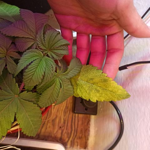 confidencial medicine growlog timeline photo