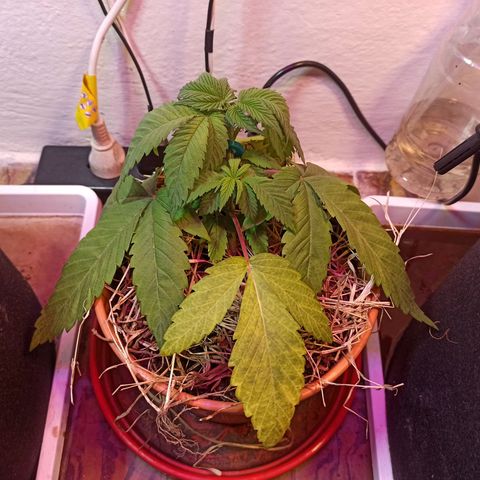 confidencial medicine growlog timeline photo