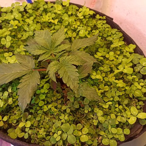 Double Cookies living soil growlog timeline photo