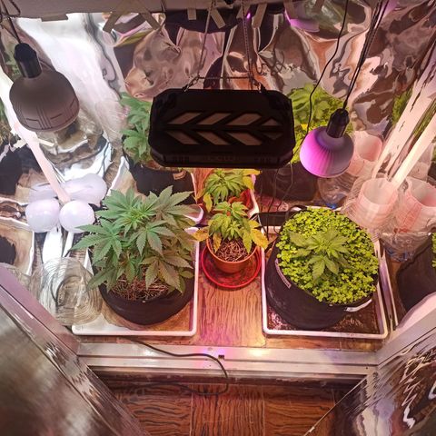 confidencial medicine growlog timeline photo