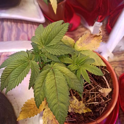 confidencial medicine growlog timeline photo