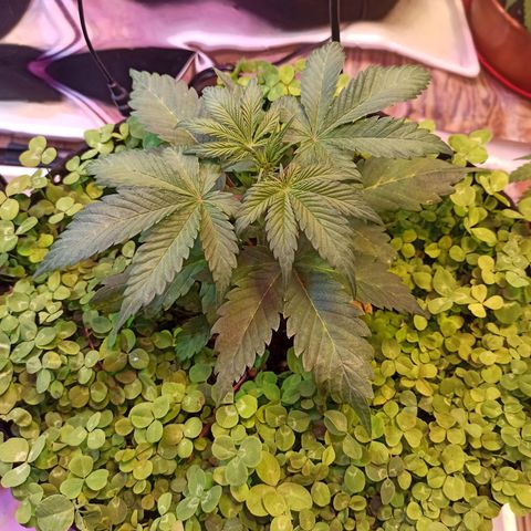 Double Cookies living soil growlog timeline photo