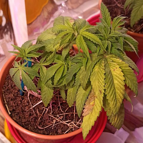 confidencial medicine growlog timeline photo