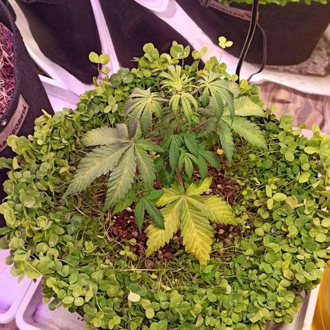 Double Cookies living soil growlog timeline photo