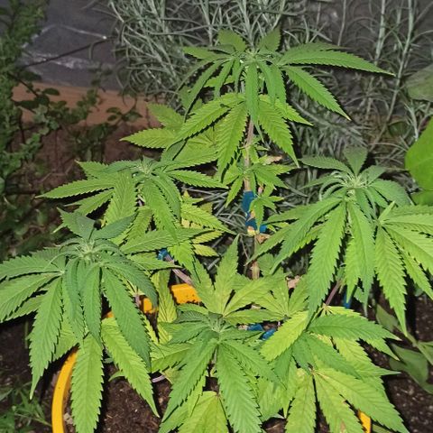 confidencial medicine growlog timeline photo