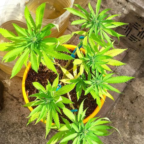 confidencial medicine growlog timeline photo