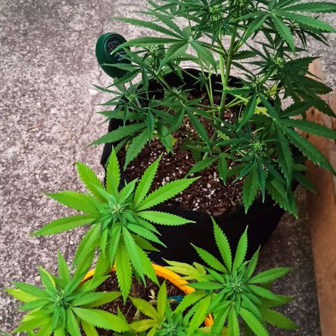 confidencial medicine growlog timeline photo