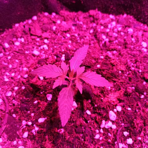 Think different growlog timeline photo