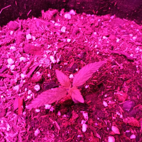 Blueberry growlog timeline photo