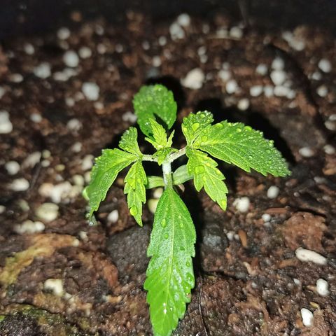 Think different growlog timeline photo
