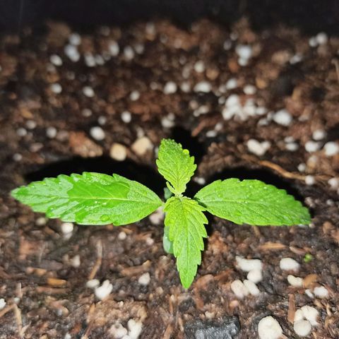 Blueberry growlog photo: La belleza 