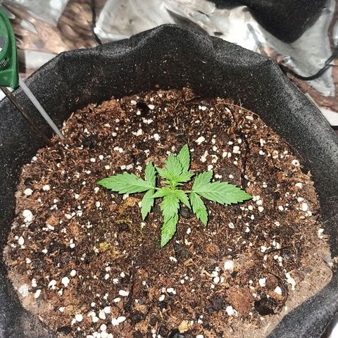 Think different growlog timeline photo