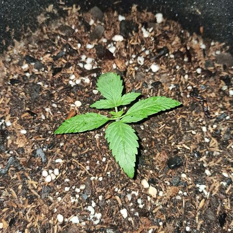 Blueberry growlog timeline photo