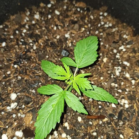Blueberry growlog timeline photo