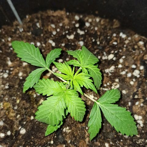 Think different growlog timeline photo
