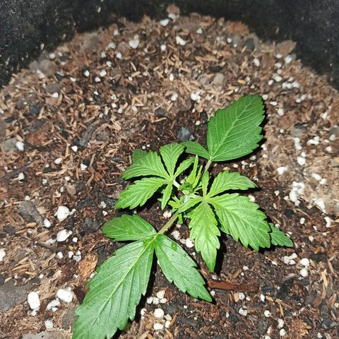 Blueberry growlog timeline photo
