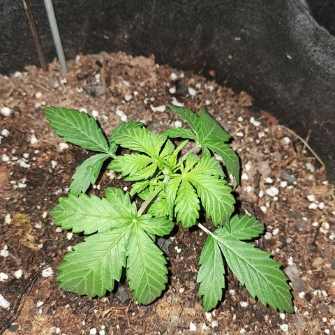 Think different growlog timeline photo